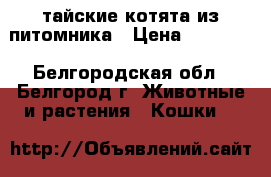тайские котята из питомника › Цена ­ 15 000 - Белгородская обл., Белгород г. Животные и растения » Кошки   
